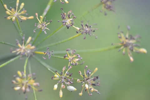 茴香，园艺，有机，花卉，植物，草药