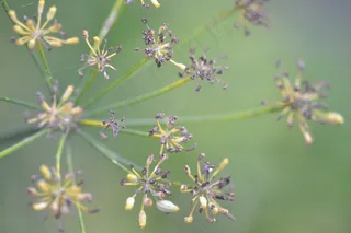 茴香，园艺，有机，花卉，植物，草药