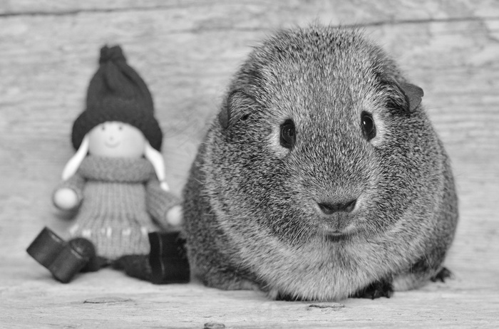 豚鼠，光滑的头发，小鬼，毛皮动物，啮齿动物