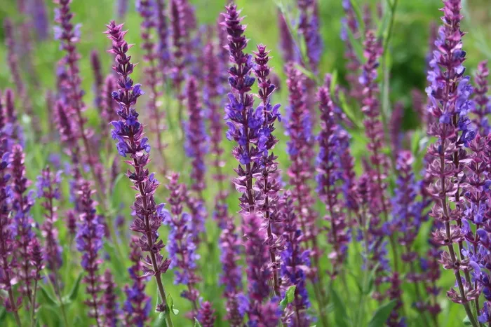 熏衣草，性质，鲜花，春天，花，紫，草本植物