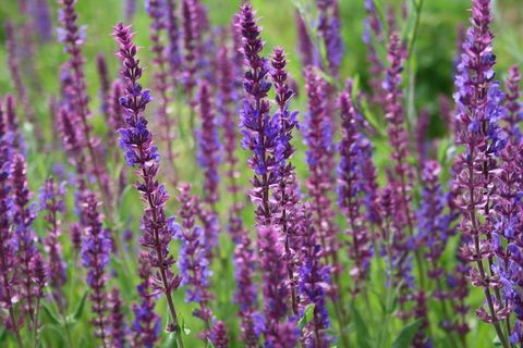 熏衣草，性质，鲜花，春天，花，紫，草本植物