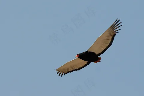 阿德勒，巴特列尔，博茨瓦纳，萨武蒂