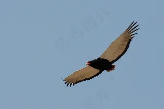 阿德勒，巴特列尔，博茨瓦纳，萨武蒂