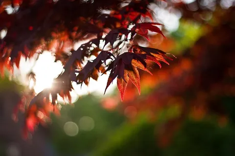 枫,叶子,叶子,红色,秋,秋天,季节 枫,叶子,叶子,红色,秋,秋天,季节