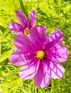 科斯梅,波斯菊花海,鲜花,太阳,夏天,性质 科斯梅,波斯菊花海,鲜花,太阳,夏天,性质