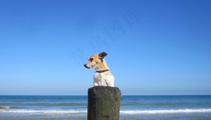 海滩，沙，宠物，Jackrussell，迪基，狗，狗