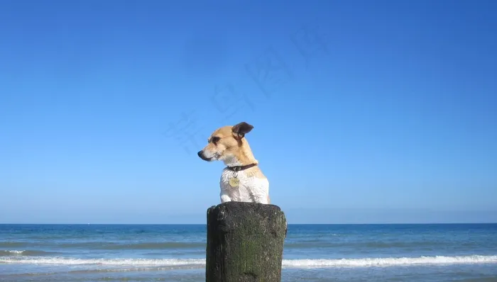 海滩，沙，宠物，Jackrussell，迪基，狗，狗