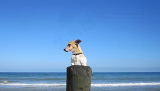 海滩，沙，宠物，Jackrussell，迪基，狗，狗