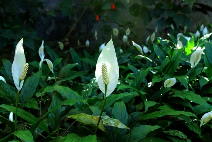 和平百合，花，鲜花，花园，观赏，自然