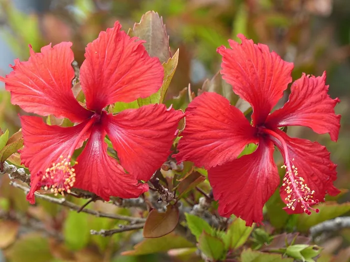 野花，芙蓉花，花，环境，花的