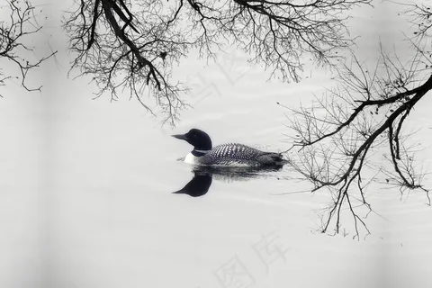 懒人，鸭，鹅，水禽，羽毛，湖