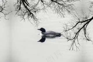 懒人，鸭，鹅，水禽，羽毛，湖