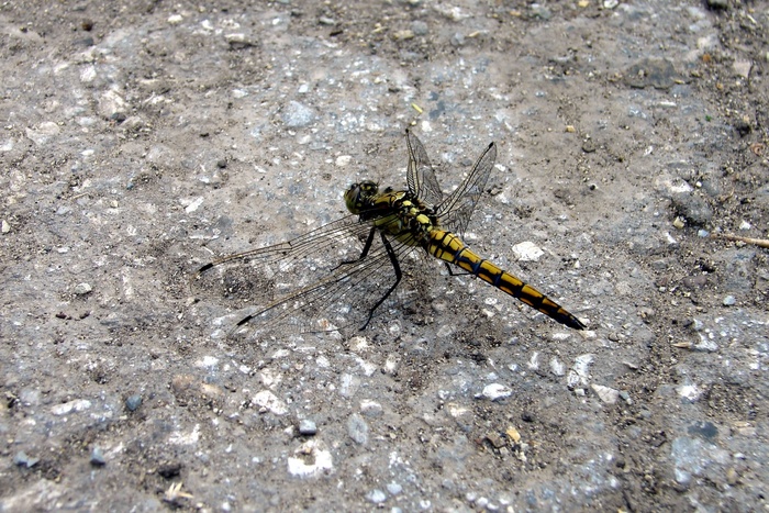 蜻蜓，宏，夏天