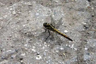 蜻蜓，宏，夏天