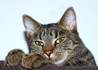 猫，睡觉，里面，累，小猫，小猫，猫的