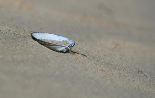 海滩，沙，海，假期，北海，海岸，沙滩