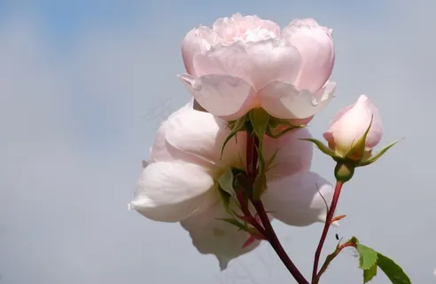 玫瑰,鲜花,香,粉红色,植物区系,芽 玫瑰,鲜花,香,粉红色,植物区系,芽