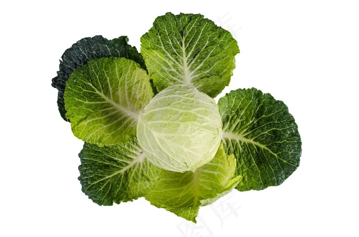 羽衣甘蓝，绿色，白色，植物，隔离，素食主义者