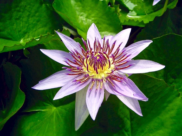 蓝色埃及莲花，花，睡莲，宏