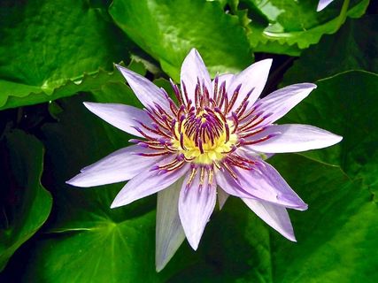 蓝色埃及莲花，花，睡莲，宏