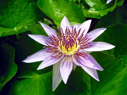 蓝色埃及莲花，花，睡莲，宏