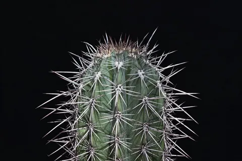 仙人掌,刺,刺,刺,疼痛,指出 仙人掌,刺,刺,刺,疼痛,指出