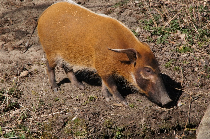 刷耳猪，猪，哺乳动物