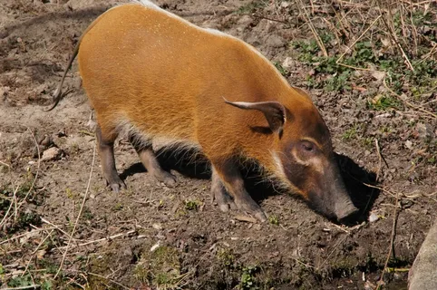 刷耳猪，猪，哺乳动物