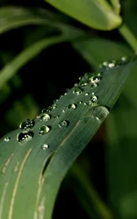 滴,雨,一滴水,绿色 滴,雨,一滴水,绿色