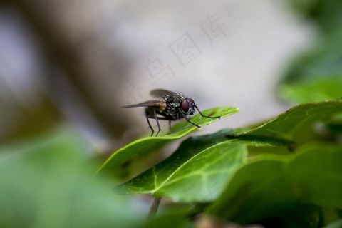 飞，Bug，翅膀，动物，昆虫，自然，宏，毛