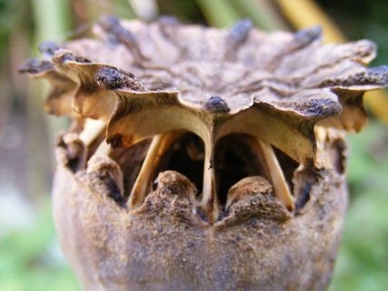 罂粟，罂粟种子头，自然，干，干，植物