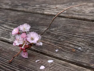鲜花，嫩枝，春天，盛开，枝杈