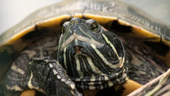 龟，动物，爬行动物，龟甲，乌龟