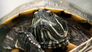 龟，动物，爬行动物，龟甲，乌龟