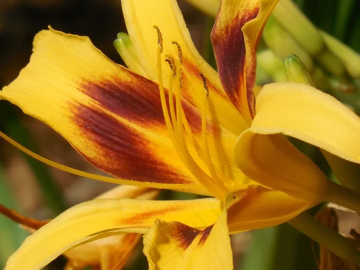黄花菜，花，一天，百合，春天，花的，自然