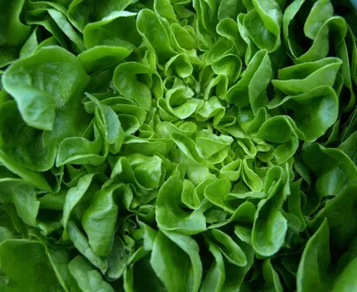沙拉,生菜,生菜,弗里施,绿色,吃,食品 沙拉,生菜,生菜,弗里施,绿色,吃,食品