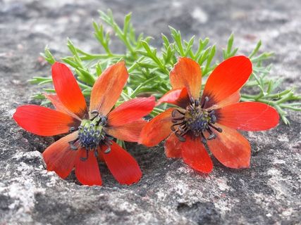 麦克，鲜花，植物，性质，春天，红色