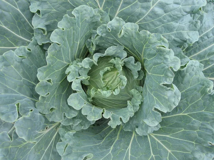白菜，芸苔，蔬菜，有机，植物，绿色