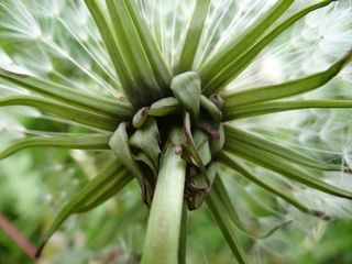 蒲公英，花，草地，夏天，夏天草地