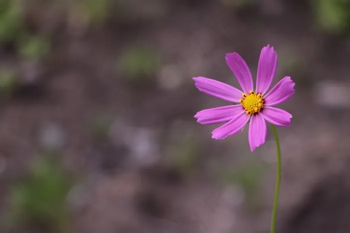 波斯菊花海，紫色，植物，自然，花，丁香