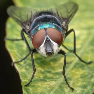 宏,飞,昆虫,自然,Bug,动物,渺小,毛茸茸 宏,飞,昆虫,自然,Bug,动物,渺小,毛茸茸