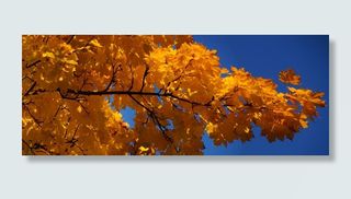 枫，枫叶，叶子，秋季，明亮的颜色，黄色