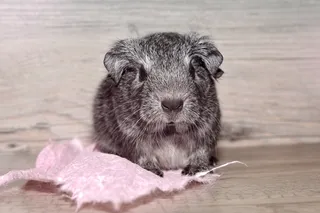 豚鼠，年轻的动物，光滑的头发