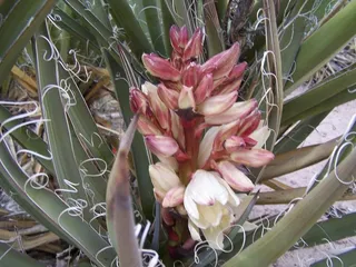 花卉,大花蕙兰,大花惠兰,菠萝,艳山姜,石化森林国家公园植物：丝兰baccata香蕉丝兰
