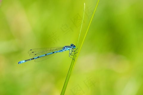 天蓝色的豆娘,豆娘,昆虫,蓝色 天蓝色的豆娘,豆娘,昆虫,蓝色