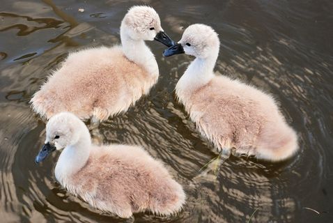 小天鹅，可爱，年轻，鸟飞，小鸡，蓬松，婴儿，飞