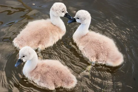 小天鹅，可爱，年轻，鸟飞，小鸡，蓬松，婴儿，飞