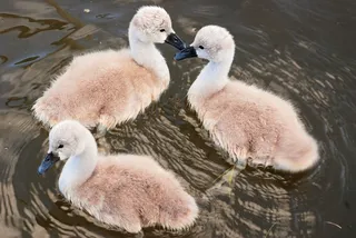 小天鹅，可爱，年轻，鸟飞，小鸡，蓬松，婴儿，飞