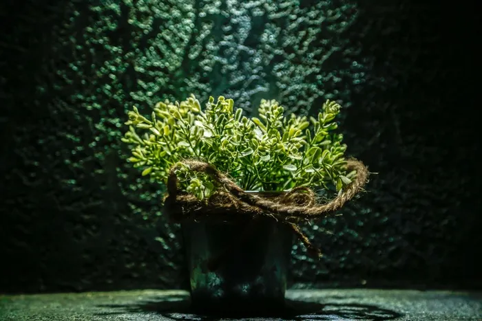 盆花，装饰，锅，植物，首页，自然