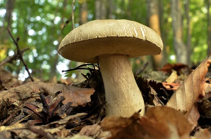 海绵，森林，自然，步行，保加利亚，Stara Planina